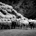 Capo e croce. Le ragioni dei pastori
