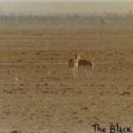 LIFE IN THE INDIAN DESERT