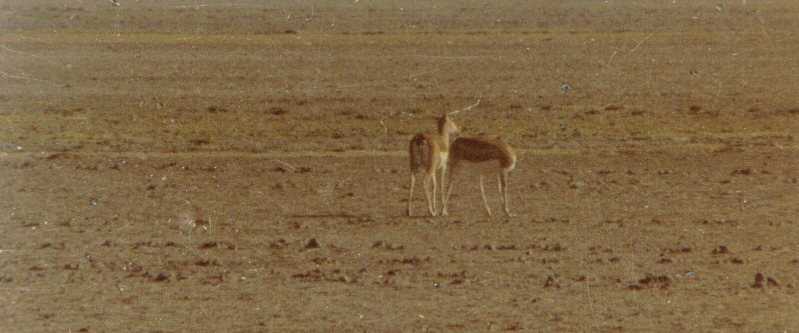 LIFE IN THE INDIAN DESERT