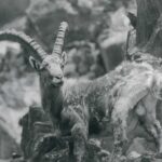MORTE DI UNO STAMBECCO