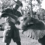 INCHIESTA SULL’ELEFANTE