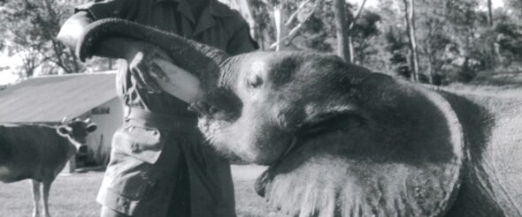 INCHIESTA SULL’ELEFANTE