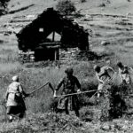 BOSCO GURIN