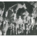 PETRIFICATIONS VIVANTES