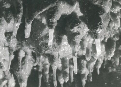 PETRIFICATIONS VIVANTES