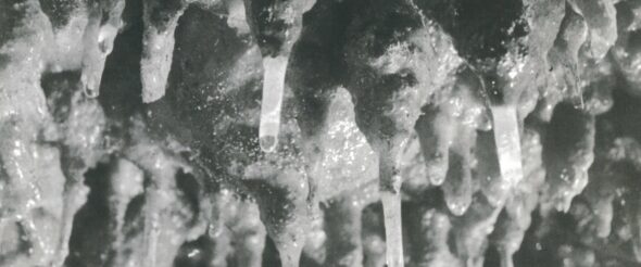 PETRIFICATIONS VIVANTES