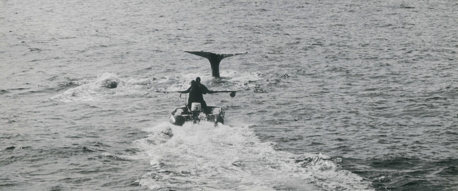 BALEINES DU DESERT