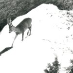 L’ALPE SECRETE