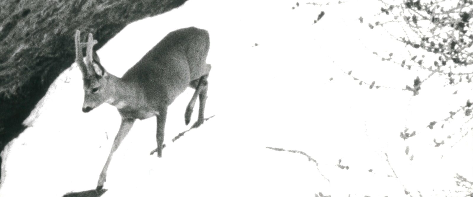 L’ALPE SECRETE