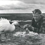 LOCKENDE WILDNIS