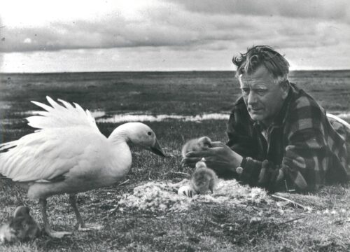 LOCKENDE WILDNIS