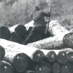UOMINI E ALBERI