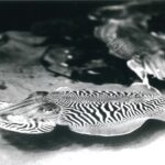 DE SEPIA