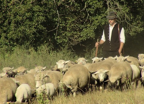 On the Shepherd's Path