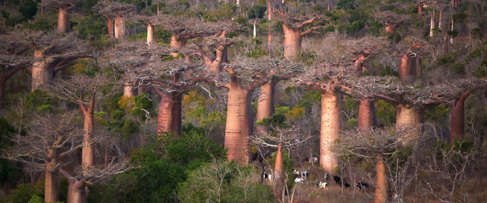 Baobabs entre Terre et Mer