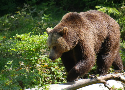 L'orso bruno delle Alpi