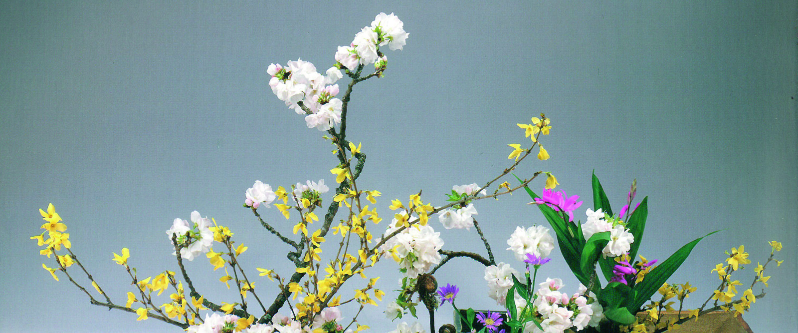HANAMI. Ammirare la bellezza dei fiori HANAMI. Ammirare la bellezza dei fiori
