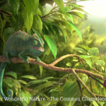 Our wonderful nature - The common chameleon