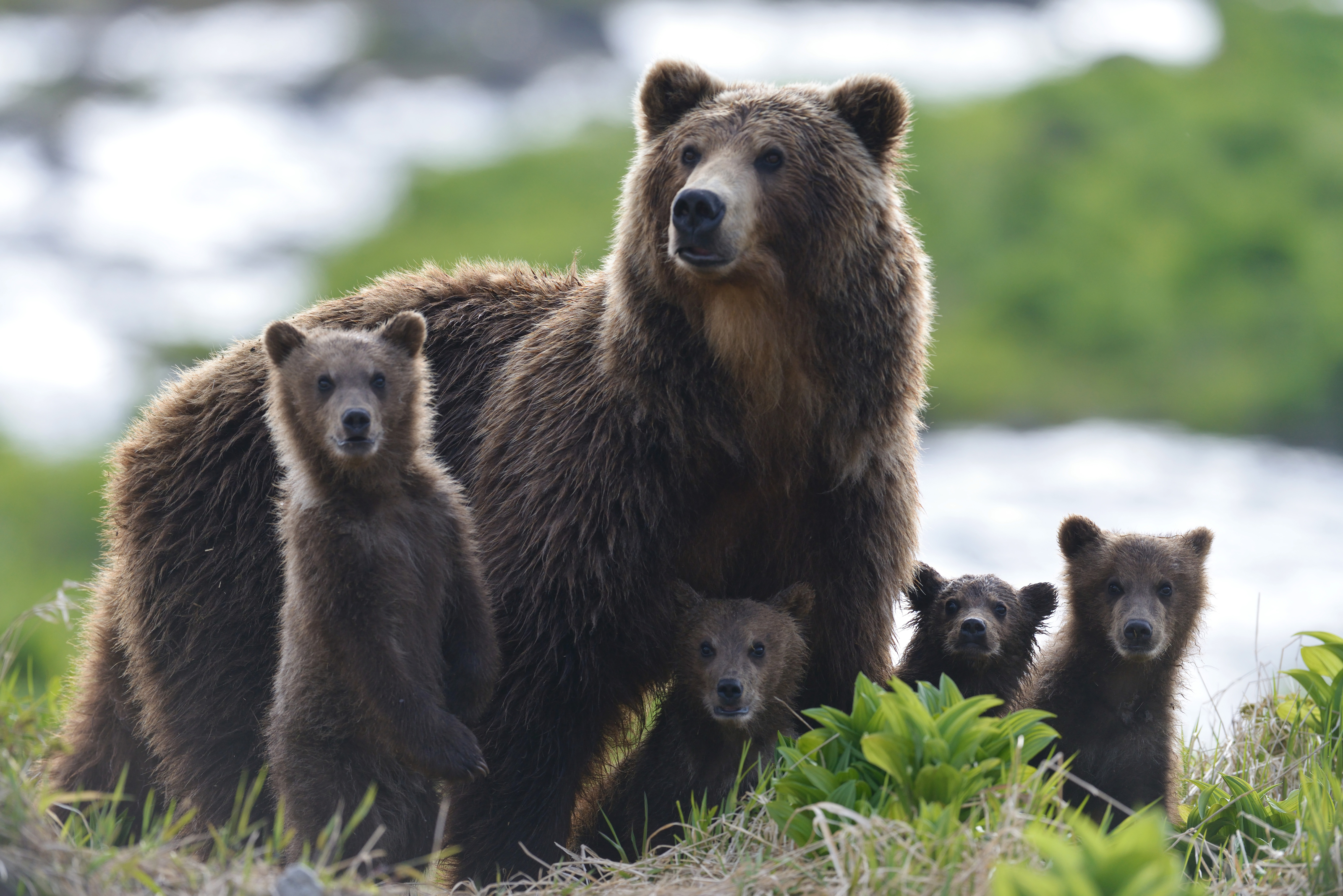 Russian animals. Медведь Пестун. Медведи Камчатки начало жизни фильм 2018. Бурый медведь Пермского края. Бурый медведь Республики Коми.