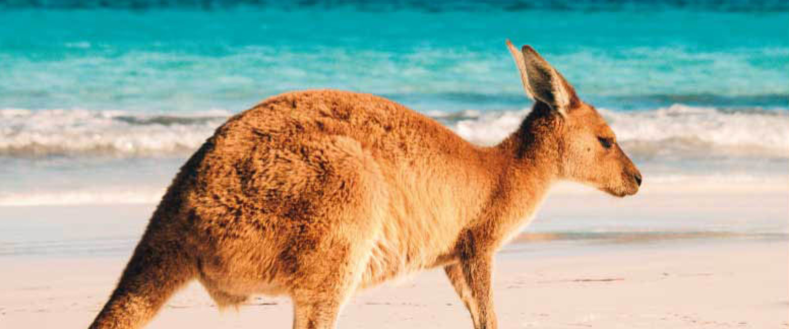 Sotto il cielo dell'Australia. Tra città e deserti del continente down under Sotto il cielo dell'Australia. Tra città e deserti del continente down under