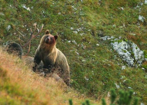 Monti Tatra, La vita al limite