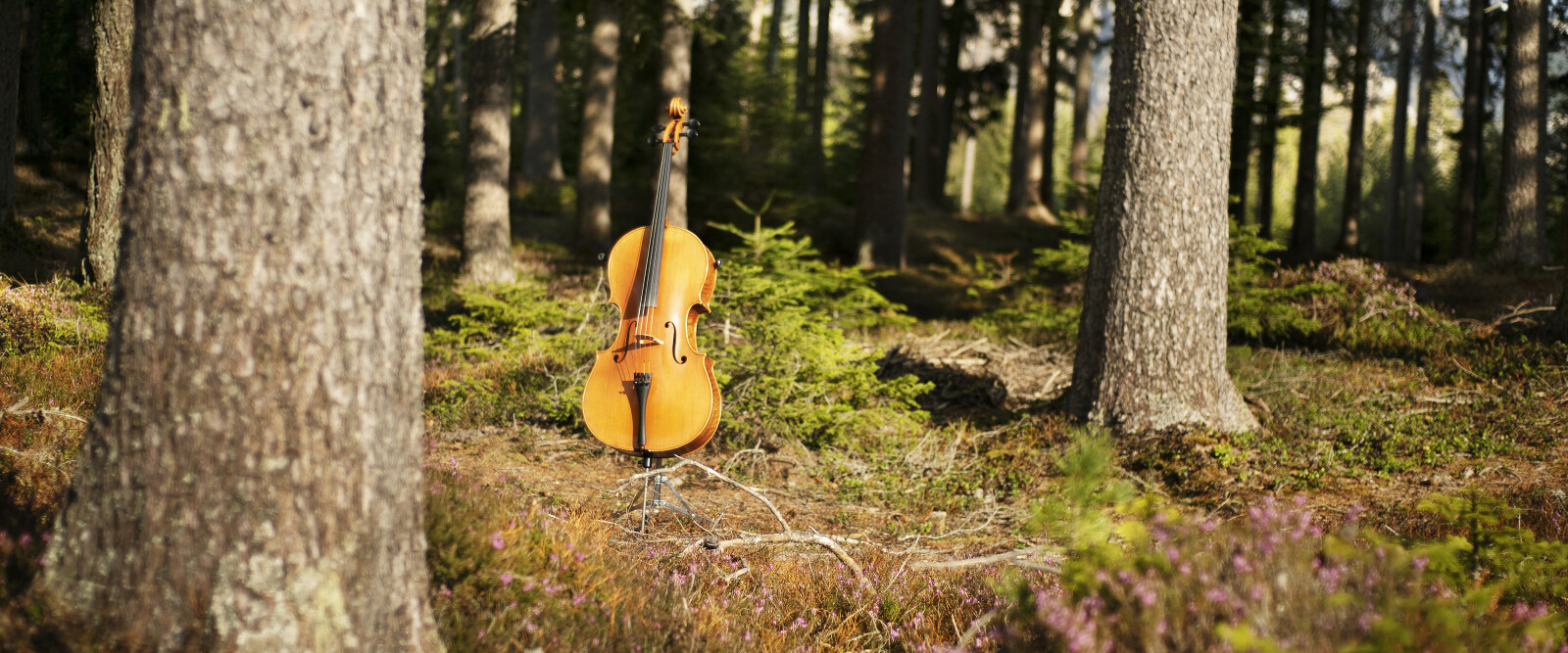 Il bosco cresce in silenzio e a ritmo della musica