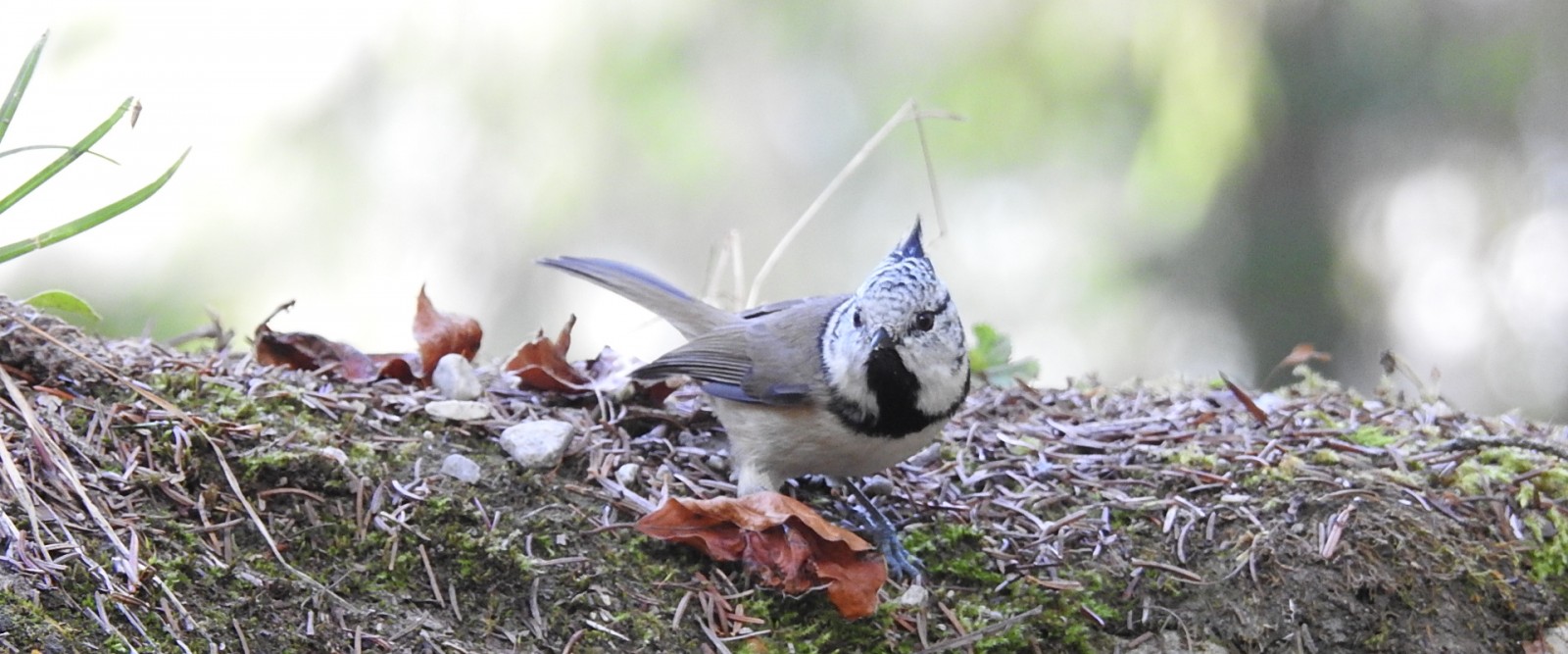 CUSTODI DELLA BIODIVERSITA’