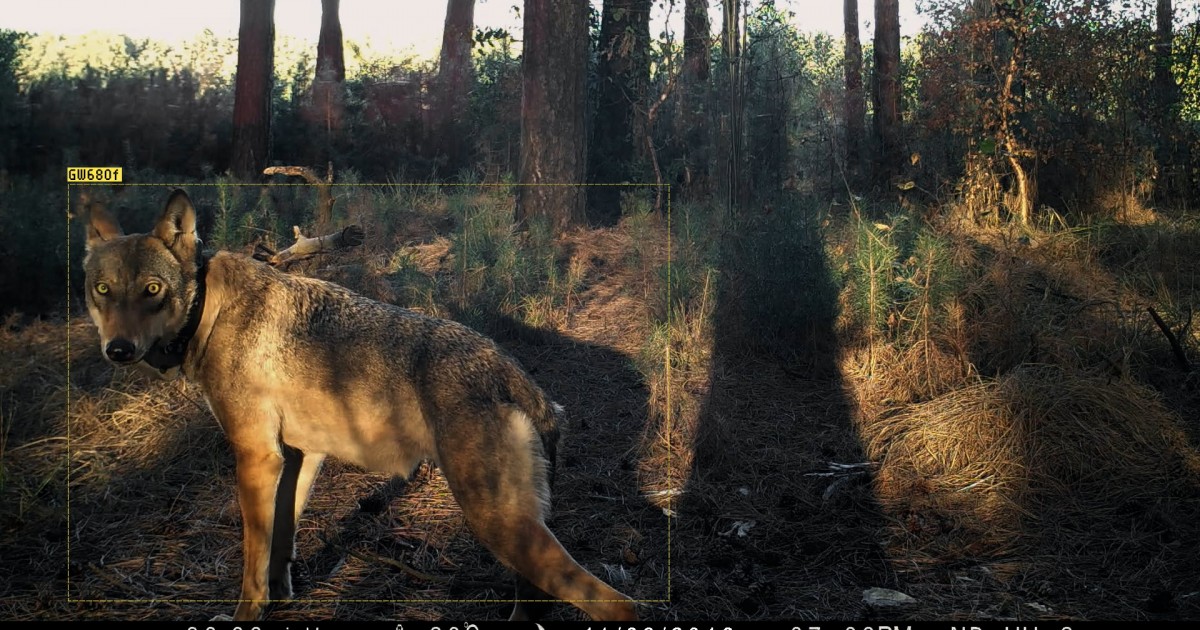 NAYA – Der Wald hat Tausend Augen | Trento Film Festival