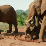 L'elefante e la termite