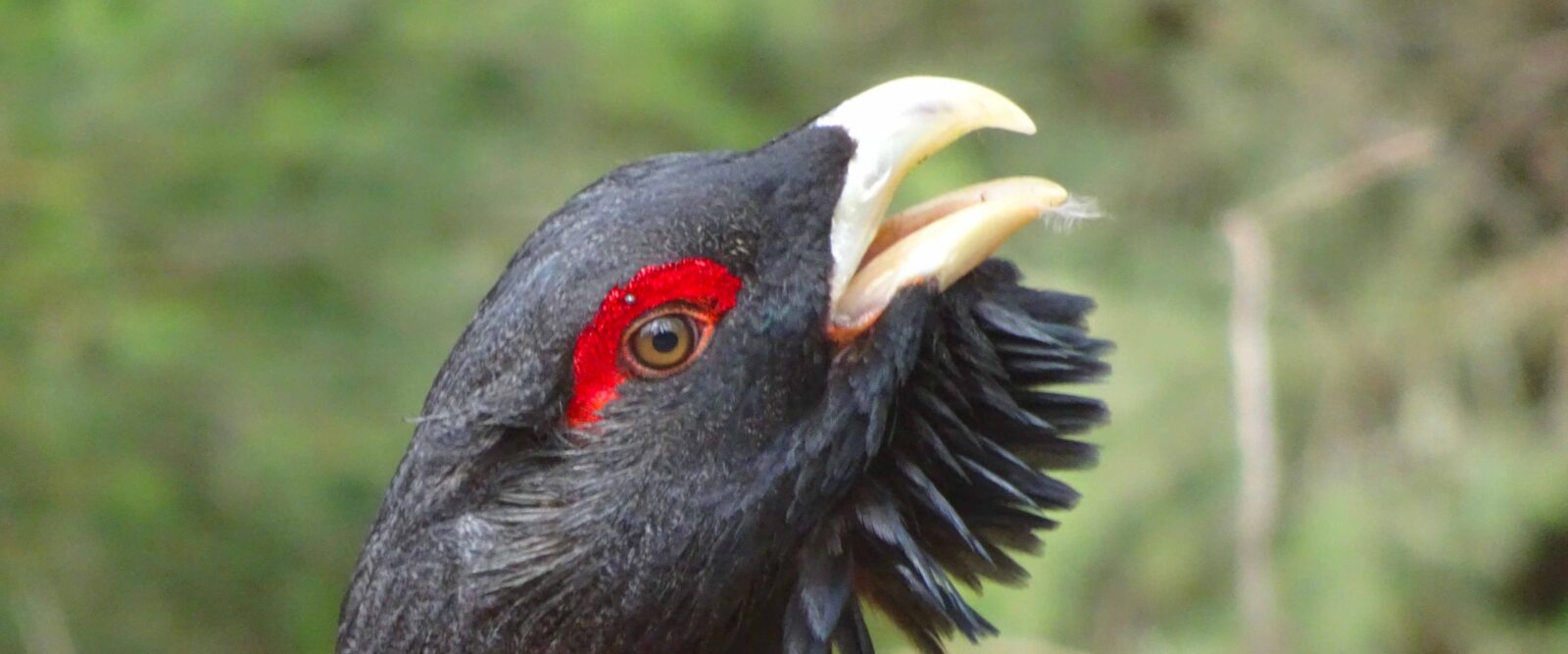 THE SOUL OF OLD FORESTS: THE FUTURE OF THE CAPERCAILLIE IN A CHANGING CLIMATE