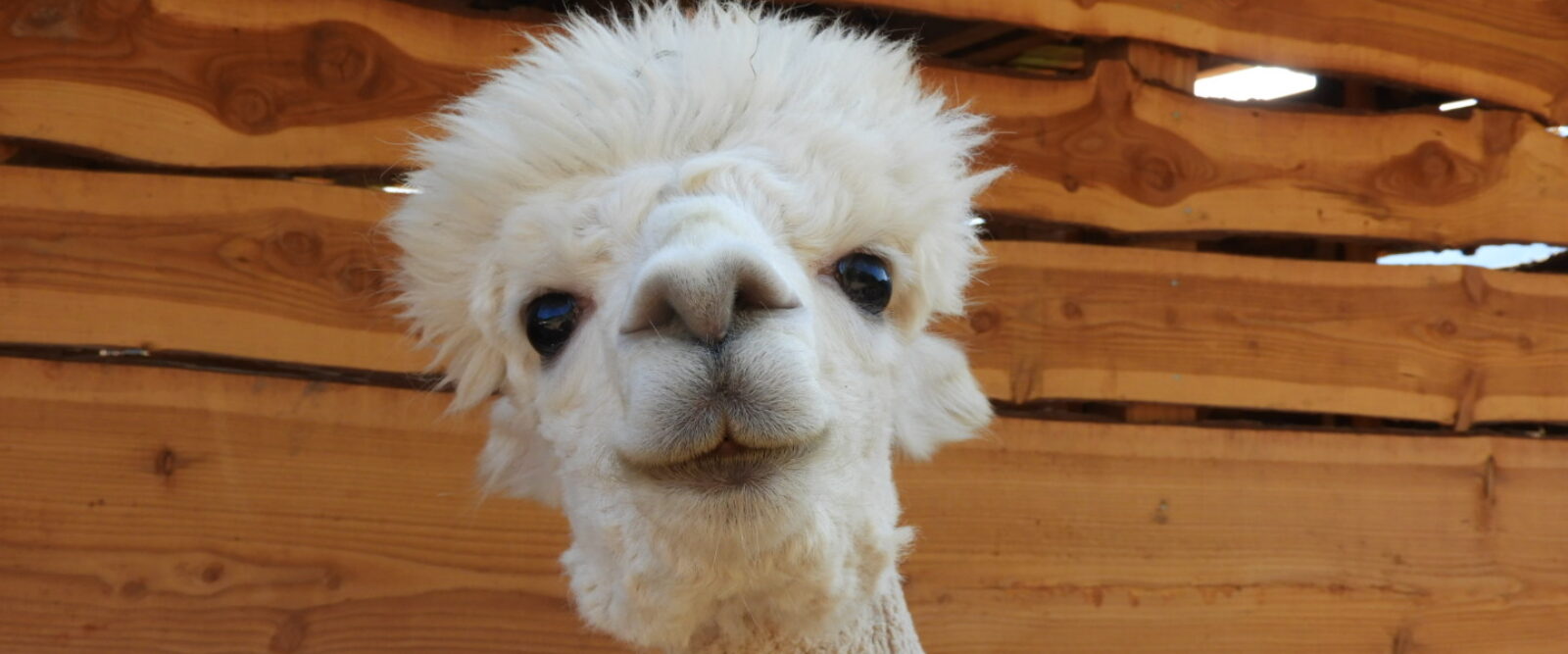 ALLA SCOPERTA DEL MONDO DEGLI ALPACA