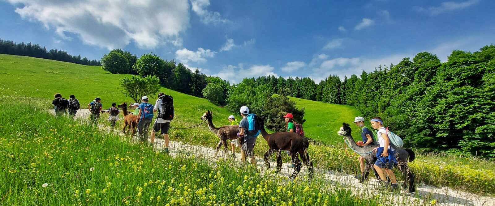 IL TRENTINO A PASSO D'ALPACA