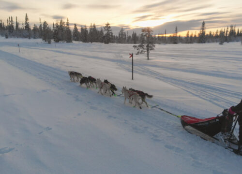 ANIME LIBERE - il richiamo del nord