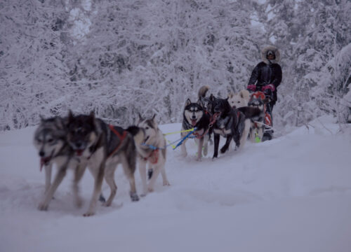 ANIME LIBERE - il richiamo del nord