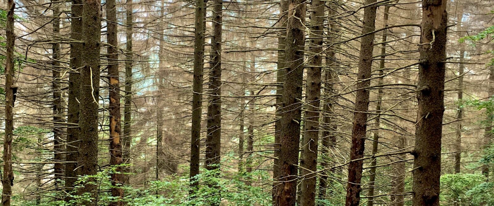 THE CHANGING FOREST: NEW PLANT COMMUNITIES IN THE WAKE OF THE BARK BEETLE