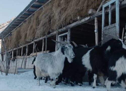 Children of the Mountains