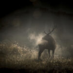 Le Chant des Forêts