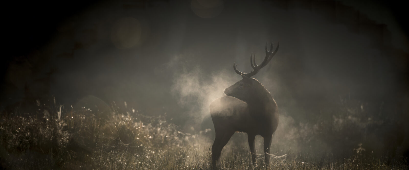 Le Chant des Forêts
