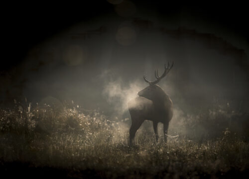 Le Chant des Forêts