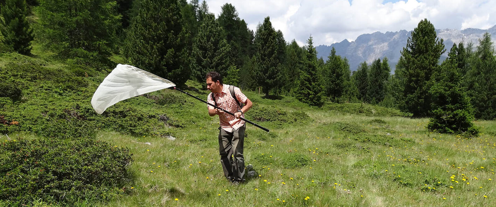 IL DECLINO DEGLI IMPOLLINATORI