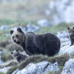 Sulle tracce dell’orso - Horst Eberhöfer