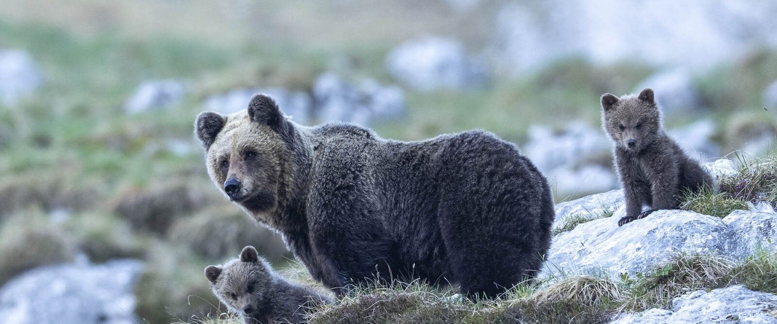 Sulle tracce dell’orso - Horst Eberhöfer