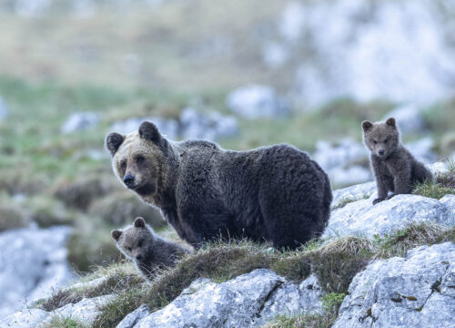 Sulle tracce dell’orso - Horst Eberhöfer