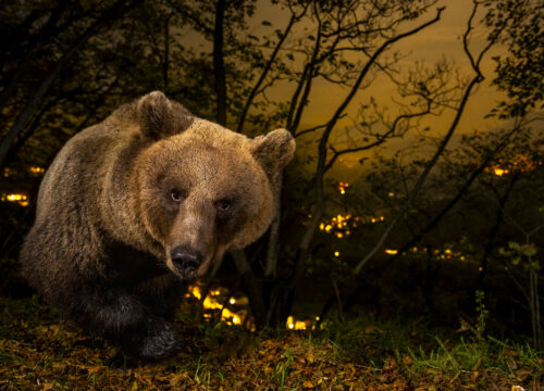 Sulle tracce dell’orso - Horst Eberhöfer