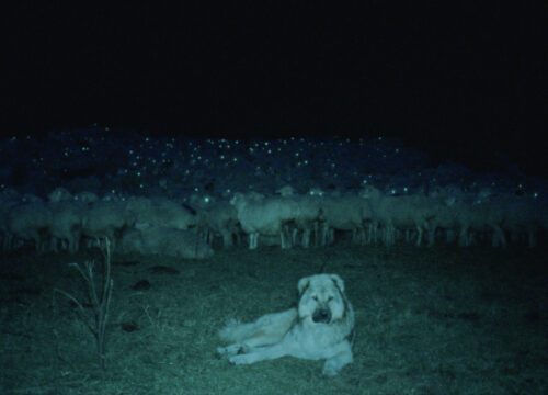 The Wind Blows Wherever It Wants