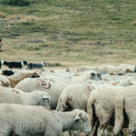 Une journée  | Un berger, dans les Alpes françaises