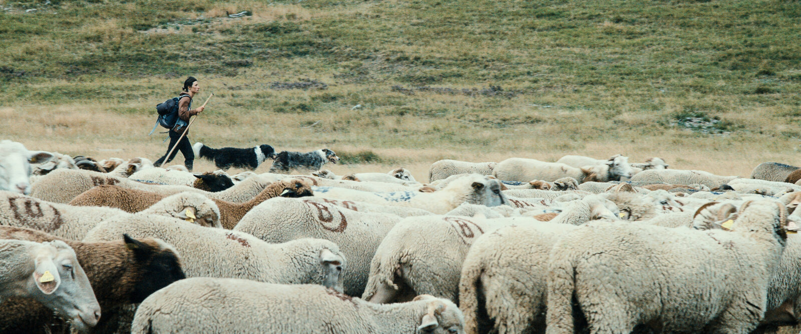 Une journée  | Un berger, dans les Alpes françaises