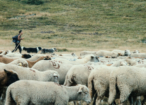 Une journée  | Un berger, dans les Alpes françaises