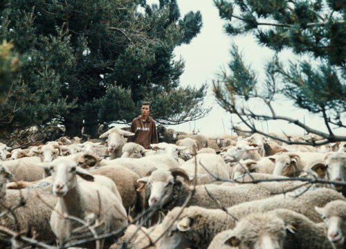 Une journée  | Un berger, dans les Alpes françaises