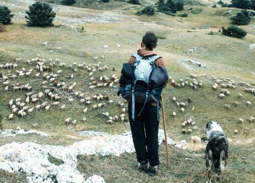 Une journée  | Un berger, dans les Alpes françaises